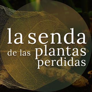 En la raíz picante del deseo: Zingiber officinale {SPP046}