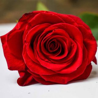 ✨Charles Baudelaire✨ ~ 🌹L’amore è una ROSA 🌹