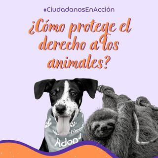 ¿Cómo protege el derecho a los animales?