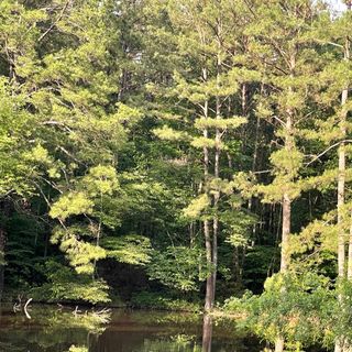 Guided Meditation - 10 minute nature meditation