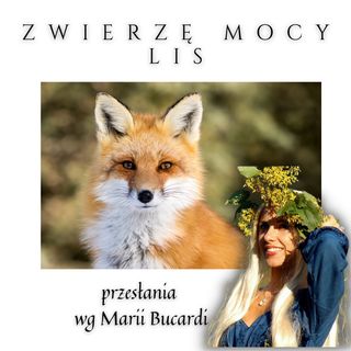 Zwierzę Mocy - Lis - odkryj jego tajemnice | Maria Bucardi