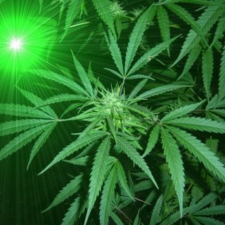 Veterans Voices - Steven Leonard Johnson and Stacia McDonough