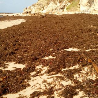 Alga invasora en el Estrecho de Gibraltar (Rugulopteryx okamurae) -  Ecologia en la Frontera 15/2/19