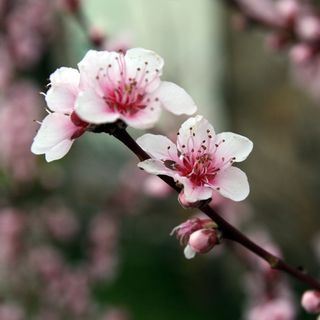 IL RISVEGLIO DELL'ANIMA