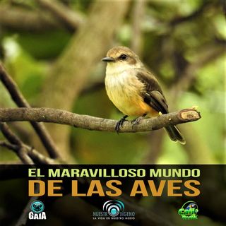 NUESTRO OXÍGENO El maravilloso mundo de las aves - Prof. Juan Conde Libreros