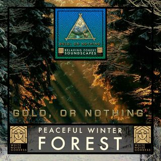 Peaceful Winter Forest | 1 Hour Forest Ambience | White Noise | Relax | Meditate | Sleep Instantly