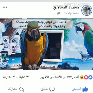 محمود المحاريق