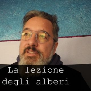 Le lezione degli #alberi . #natura #bellezza #lineedellavita s2e22.3