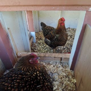 Introducing Chicks to Adult Hens & Rescuing Ex-Battery Hens - TCC#8