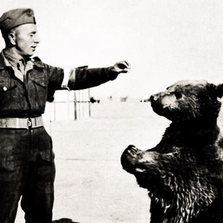 Wojtek, l'orso bruno siriano