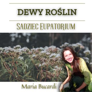 Dewy Roślin - Sadziec Eupatorium  - leczenie raka, AIDS, system immunologiczny | Maria Bucardi
