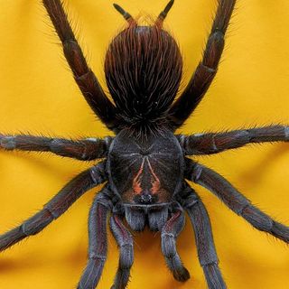 Il ricercatore Gabriele Greco: l'affascinante mondo dei ragni