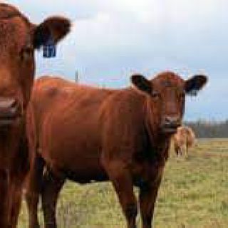 #TheNoAudiencePodcast -Five Red Heifer Arrived In Jerusalem 10 Days Before The #FeastOfTrumpets
