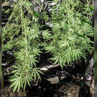 Medical Marijuana Radio - 08/18/17