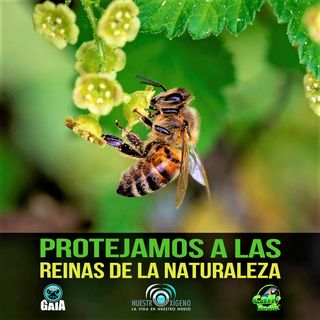 NUESTRO OXÍGENO Protejamos las reinas de la naturaleza - Abdon Salazar