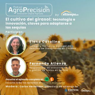 #11 - By Eltiempo.es - El cultivo del girasol: tecnología e innovación, claves para adaptarse a las sequías