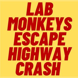 100 Lab Monkeys In Crash Enroute To CDC Quarantine Facility