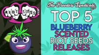 Breeders Syndicate 2.0 - Top 5 Most Blueberry Scented Seed Lines