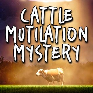 Cattle Mutilation Mystery