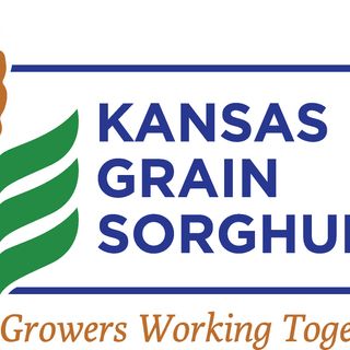 Kansas Grain Sorghum