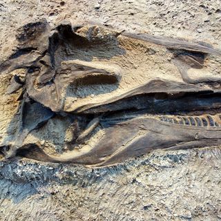 Paleohistologia o el estudio de los tejidos fósiles, con el Pakozoico | Oikos #31