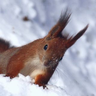 Prepararsi all'Inverno: Guida alla Sopravvivenza - Ecologia S.1