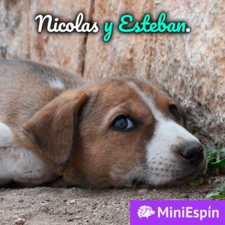 Unos niños usaron a un perrito como balón de fútbol