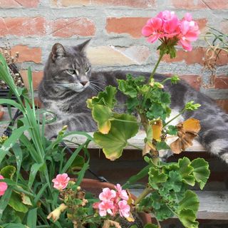 #bologna Se i nostri animali parlassero