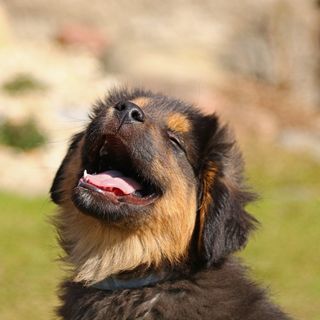 Taking care of your dog's teeth and gums