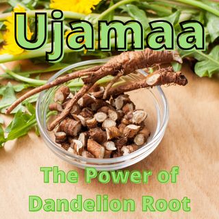 The Power Of Dandelion Root