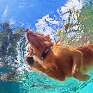 Terapia Acuatica o Hidroterapia en Animales