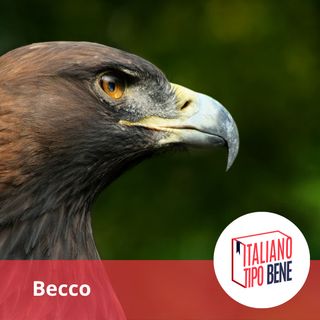 #37 - Becco