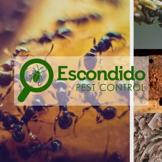 Escondido Pest Control Company