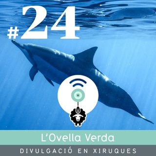 24 | La contaminació acústica: Una amenaça "silenciosa" pels cetacis amb la Iris Anfruns Fernández
