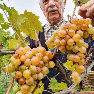 Alla scoperta del Baratuciat, vitigno storico della Valle di Susa - Intervista a Giuliano Bosio