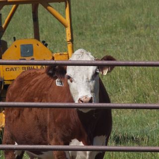 Attacco ai microbi: così gli antibiotici per il bestiame favoriscono il cambiamento climatico