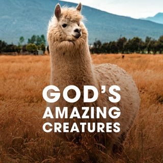 God's Amazing Creatures