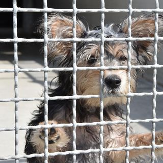 Oltre 100mila cani e gatti lasciati in strada: 'L'abbandono è un reato'