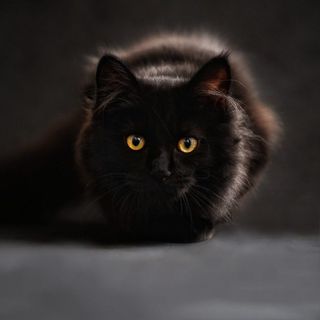 Il Gatto: misterioso e affascinante