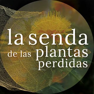 Flor de beso y arrebol: Carthamus tinctorius