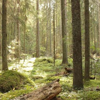 Foreste, clima e stoccaggio. La lezione degli alberi finlandesi
