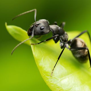 32 La cicala e le formiche