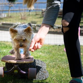 How to Avoid Those Costly Dog Training Bills?