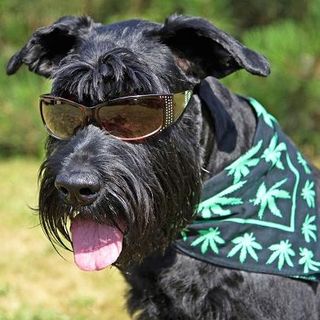 Veterans Voices - 08/-9/17