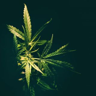 Volete la legalizzazione della Cannabis? Datevi da fare!