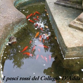 I pesci rossi del collegio D'Adda