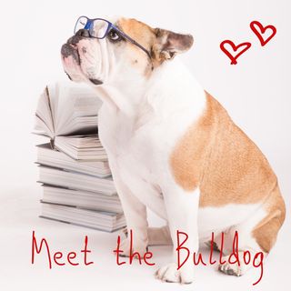 Meet The Bulldog