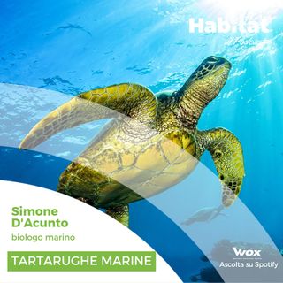 Tartarughe marine (Simone D'Acunto - biologo marino)
