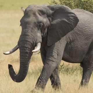 il grande elefante