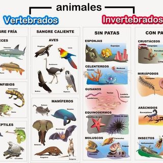 Animales Vertebrados e Invertebrados